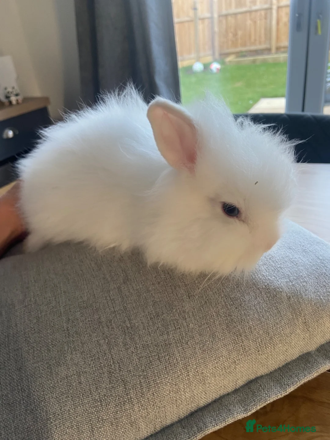 Lionhead rabbits for sale: Lion head bunnies  - Advert 1