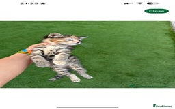 American Curl cats for sale: Kittens for sale  in Newport - Image 6