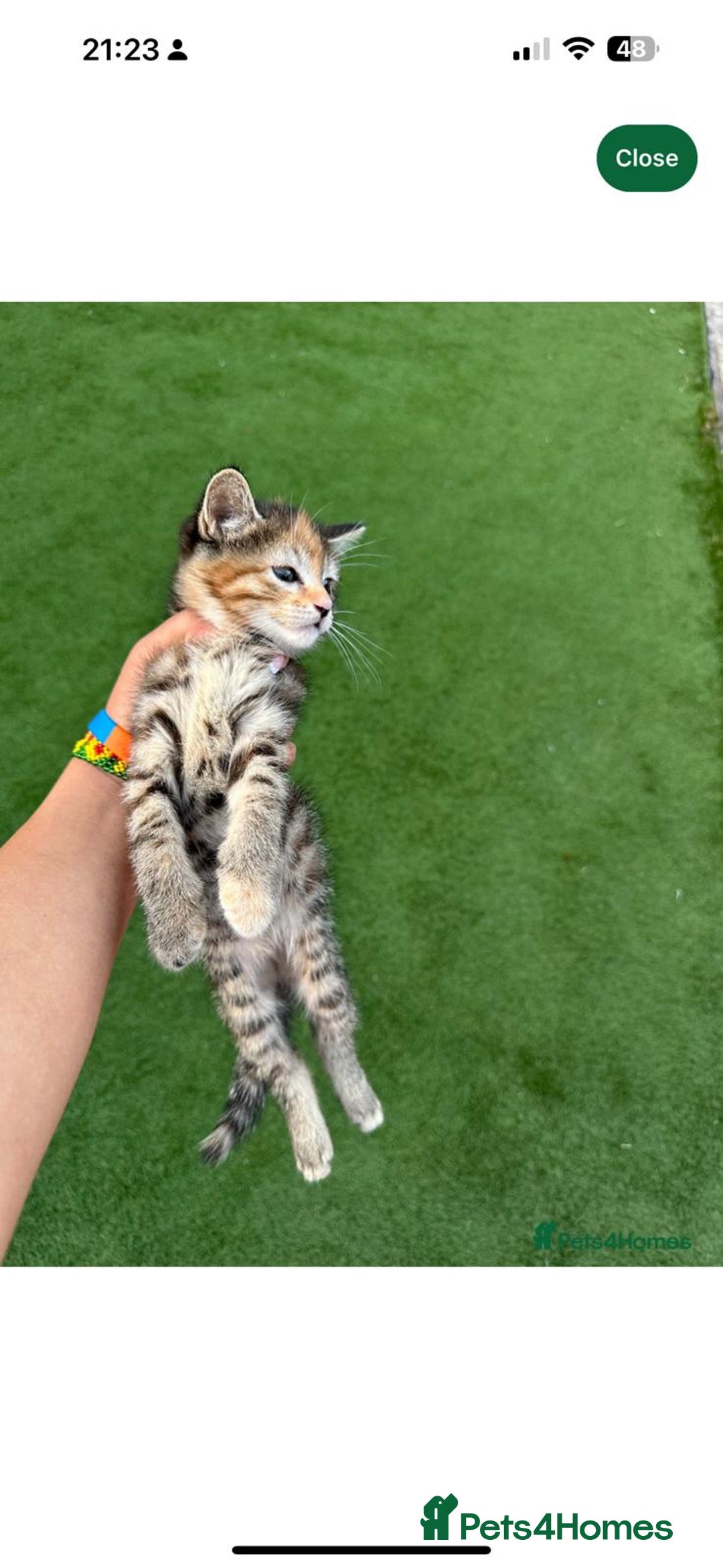 American Curl cats for sale: Kittens for sale  in Newport - Image 6