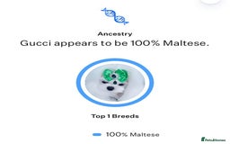 Maltese dogs for stud: ❤️health tested Tiny Korean Maltese boy❤️ - Image 11
