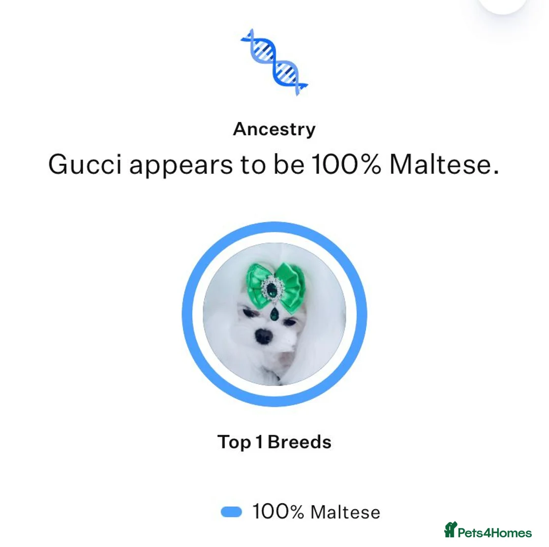 Maltese dogs for stud: 🤎DNA health tested Tiny Korean Maltese boy 🤎 - Advert 9