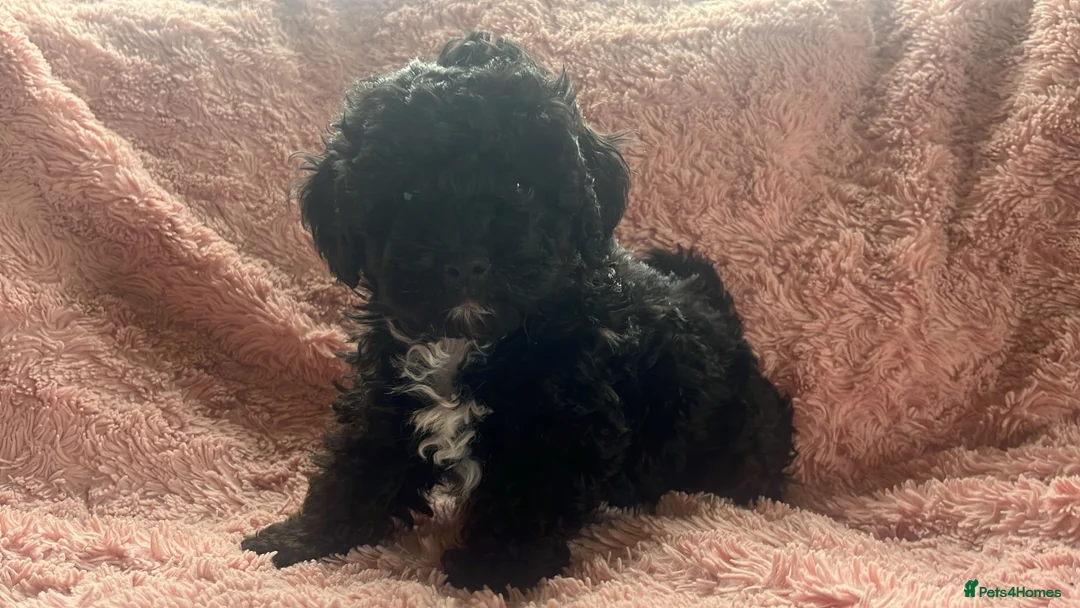 Shihpoo dogs for sale: Imperial shihtzu x toy poodle puppies   - Advert 2