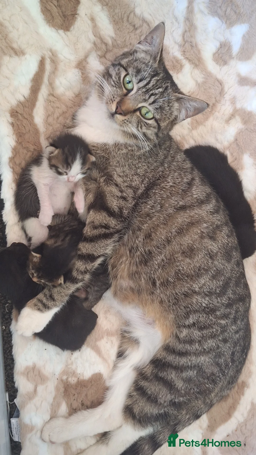 Domestic Shorthair cats for sale: 4 Domestic Shorthair Kittens in Worcester - Advert 2