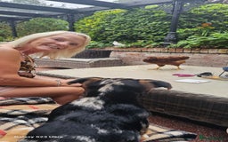 Hens poultry for sale:  FREE chickens 2 Rhode island Reds & 2 Leghorns - Image 16