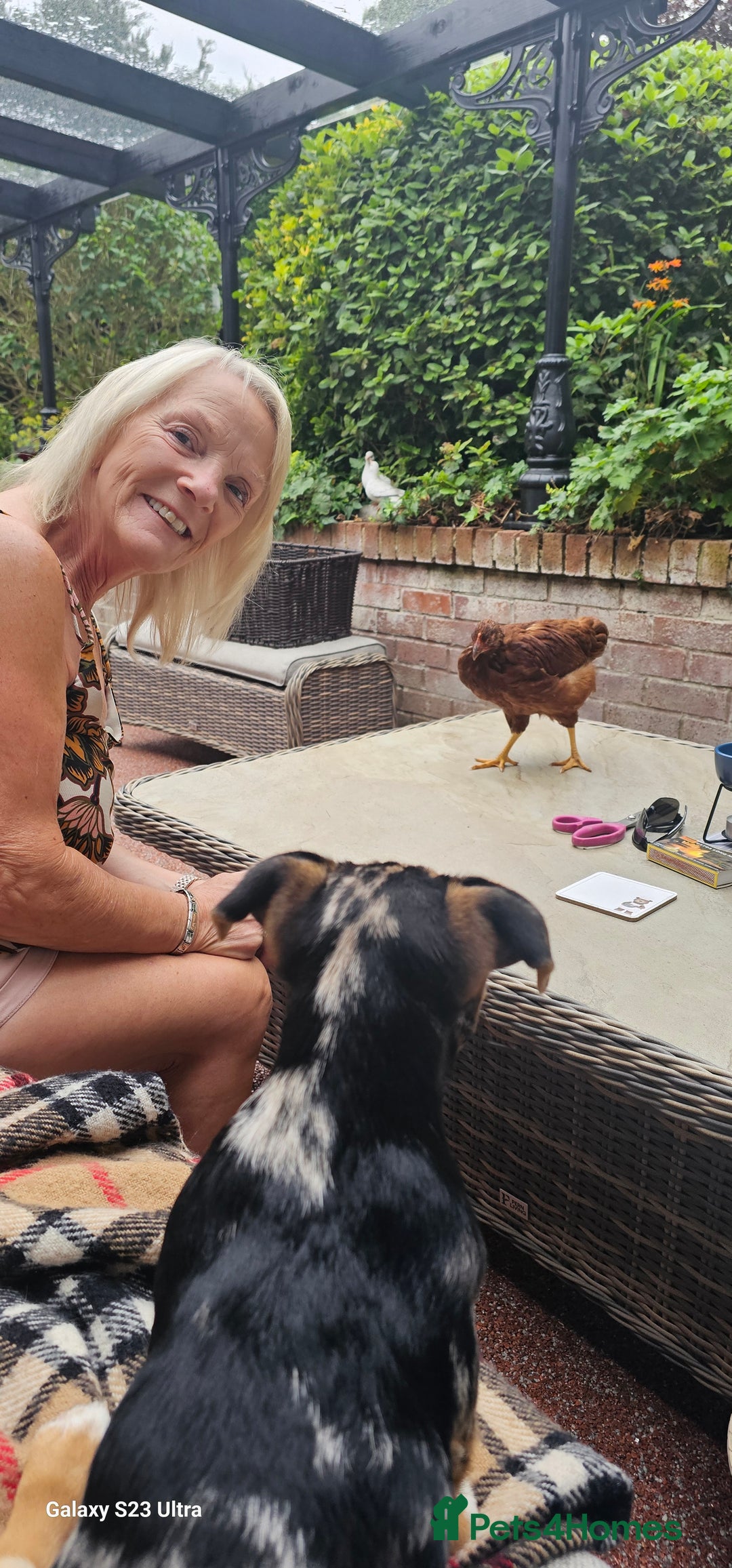 Hens poultry for sale:  FREE chickens 2 Rhode island Reds & 2 Leghorns - Image 16