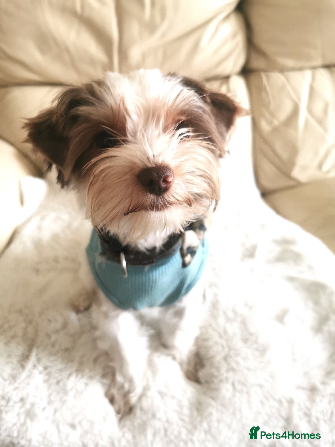 Yorkshire Terrier dogs for stud: Stud! Yorkshire terrier biro full pedigree  - Advert 4