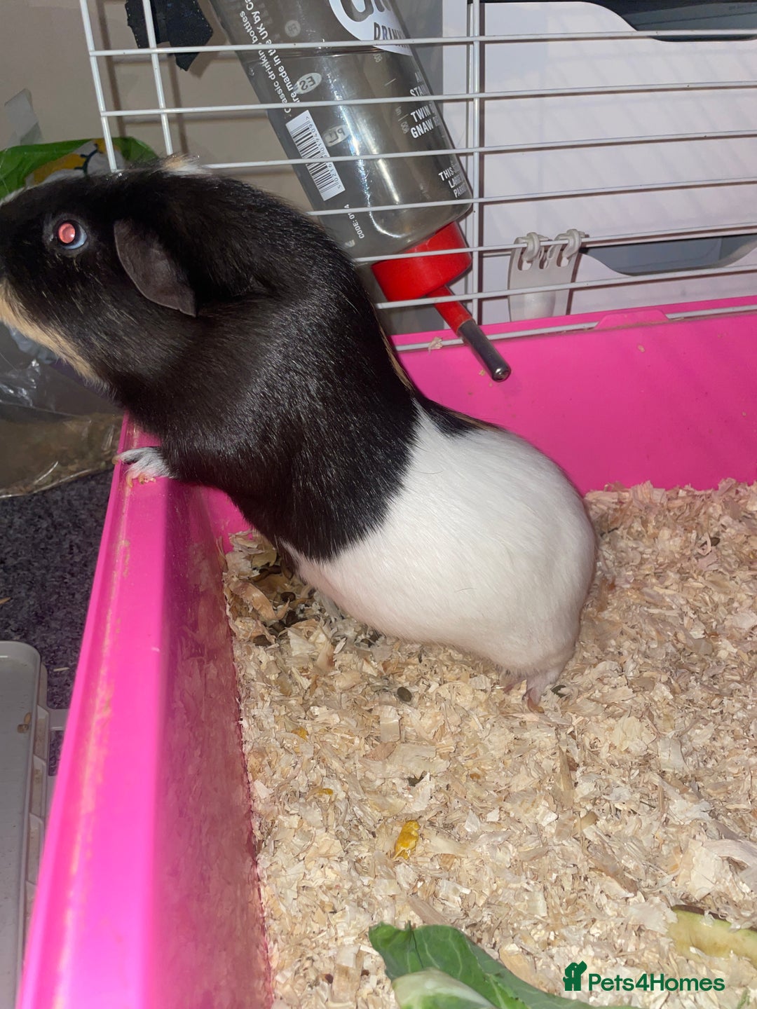 Guinea Pig rodents for sale: Guinea pig  **   - Advert 2