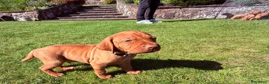 Hungarian Vizsla Puppy 5