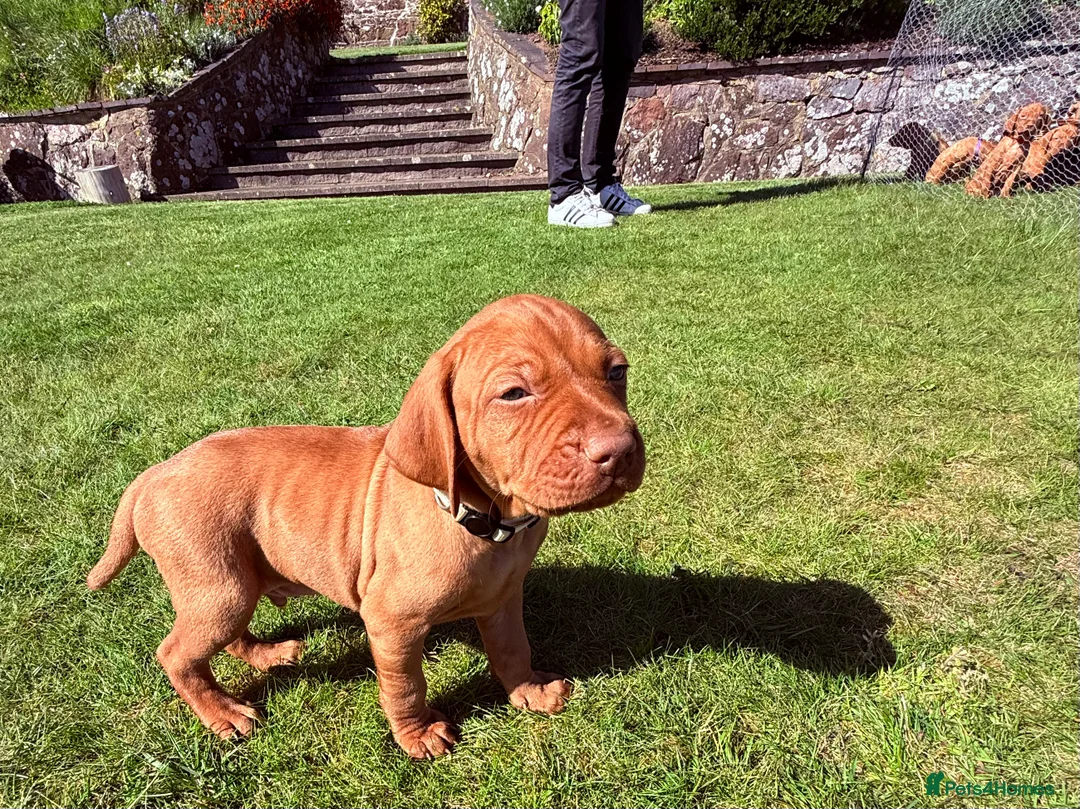 Hungarian Vizsla dogs for sale: Pedigree KC Hungarian Vizsla Pups For Sale in Haverfordwest - Advert 2
