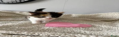 Mixed Breed Kitten 4