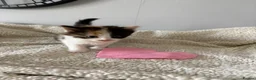 Mixed Breed cats for sale: Stunning kittens  - Advert 5