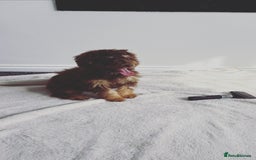 Cockapoo dogs for sale: Quality health tested miniature cockapoo girl! - Image 11