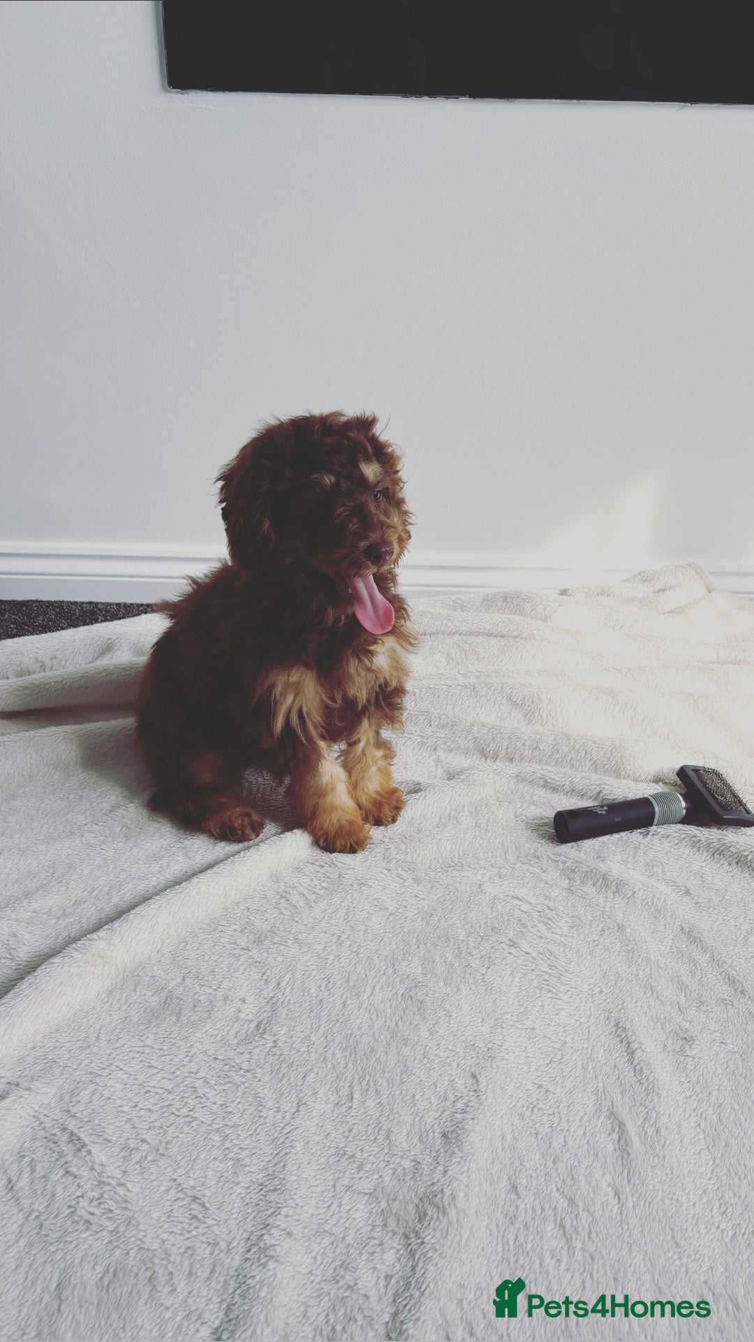 Cockapoo dogs for sale: Quality health tested miniature cockapoo girl! - Image 11