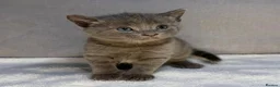 British Shorthair cats for sale: 2 British shorthair kittens for sale, 1 month old in Barnard Castle - Advert 4