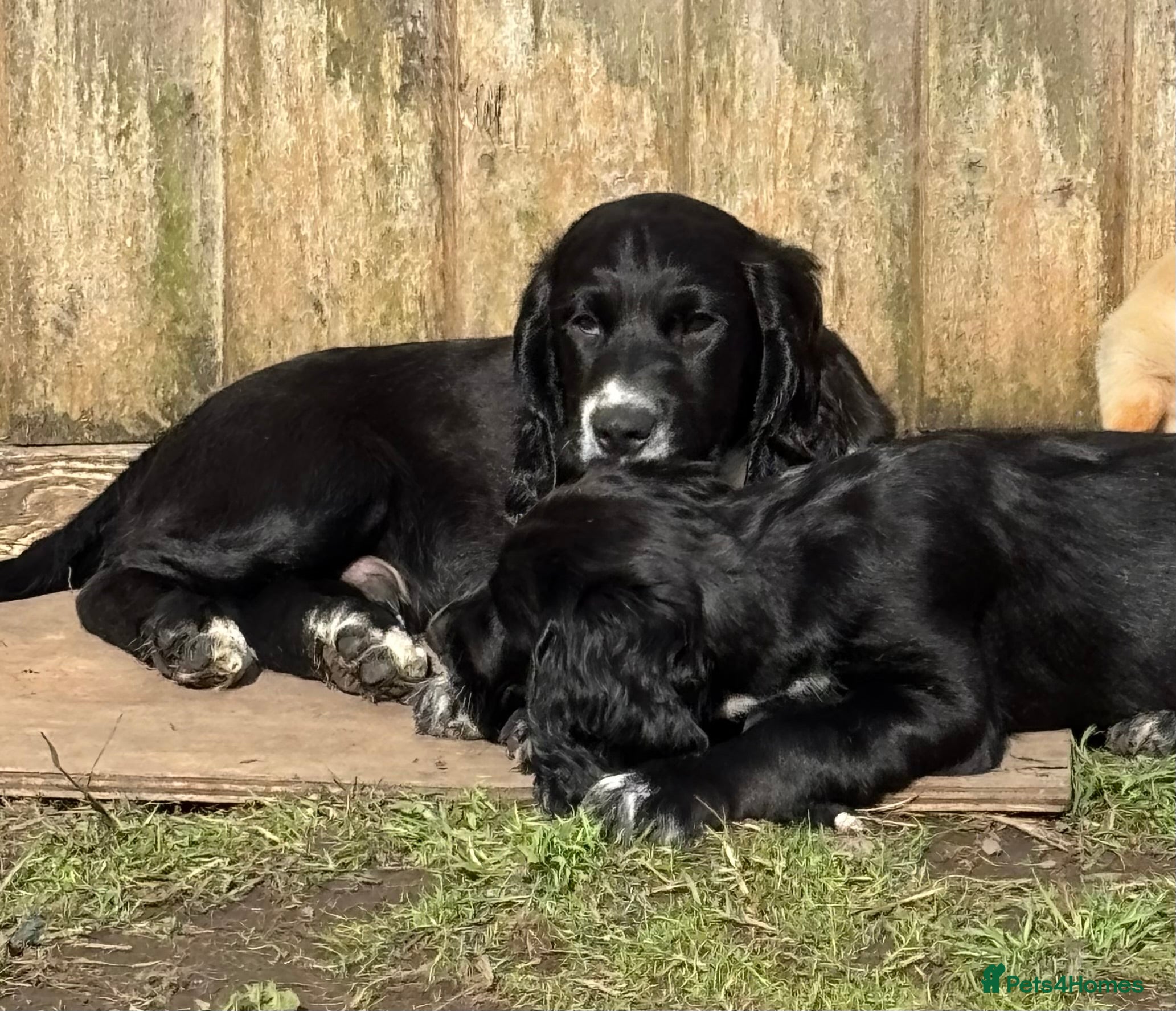 Sprocker dogs Working bred Sprocker spaniel puppy ONE BOY LEFT  - Advert 2