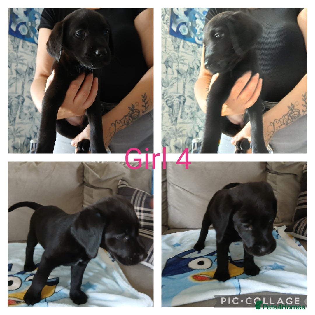 Mixed Breed dogs for sale: 3/4 labrador 1/4 Dalmatian puppies  - Image 8