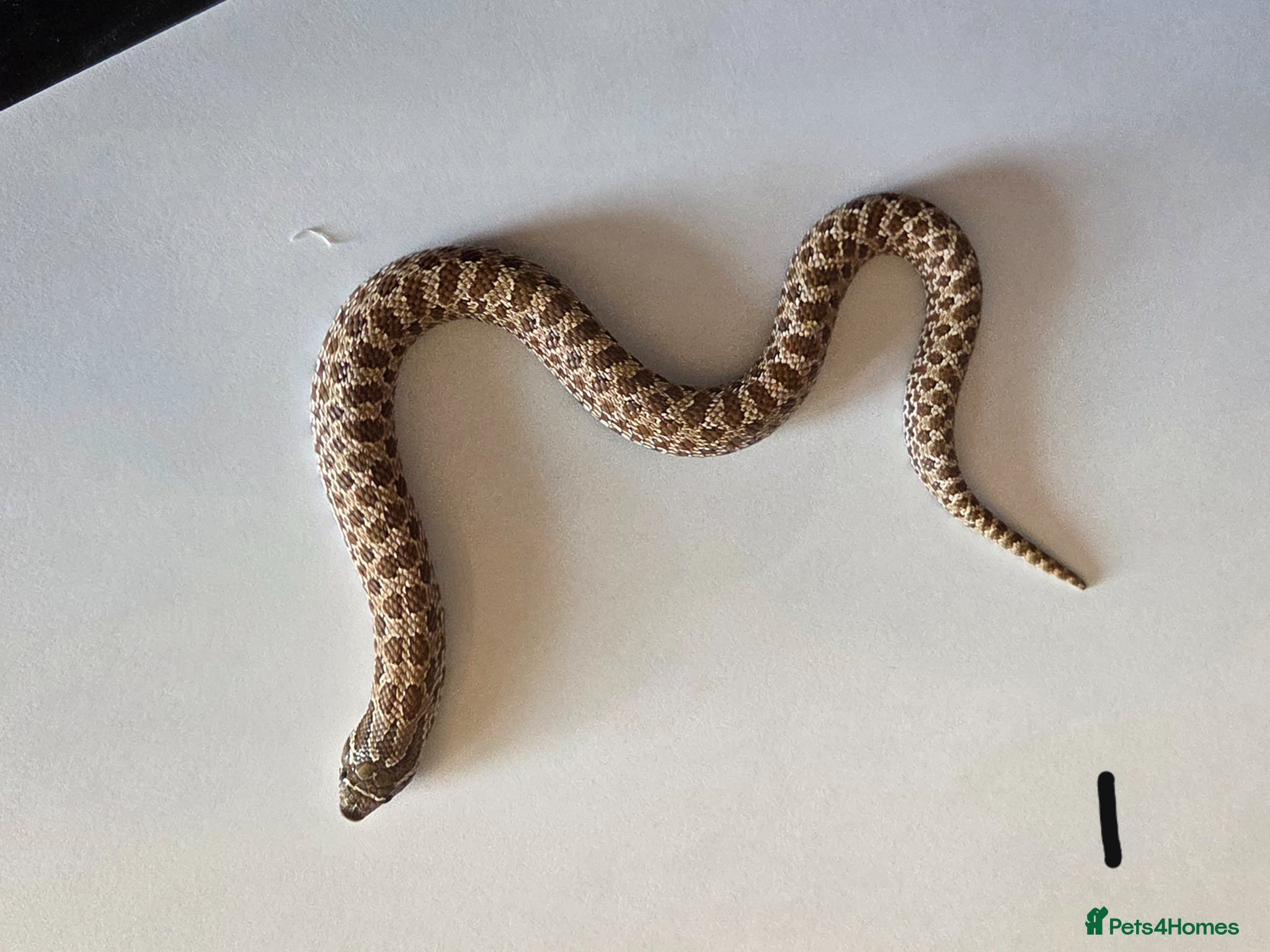 Snake reptiles Western Hognose Babies - Normal and Axanthics - Advert 1
