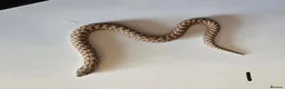 Snake reptiles for sale: Western Hognose Babies - Normal and Axanthics - Advert 1