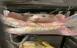 Rat rodents for sale: Rats and Cage - Image 7