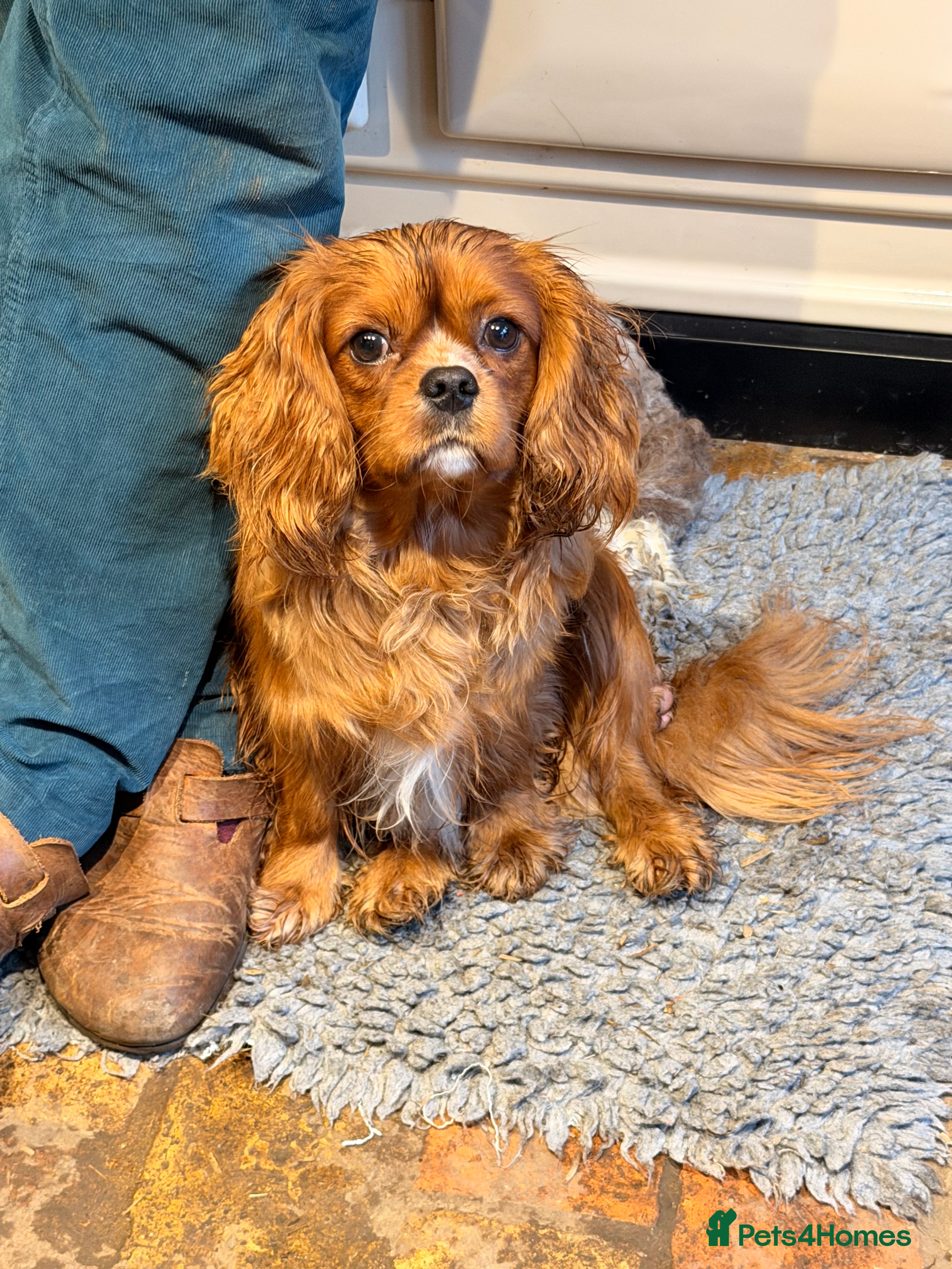 Cavalier King Charles Spaniel dogs KC Ruby Cavalier At Stud - Advert 6