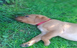 Labrador Retriever dogs for sale: Red 5th generation pedigree labrador  - Image 6