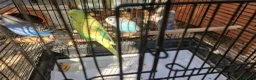 Budgerigars birds for sale: 4x budgie chicks £40 each ready now - Advert 11