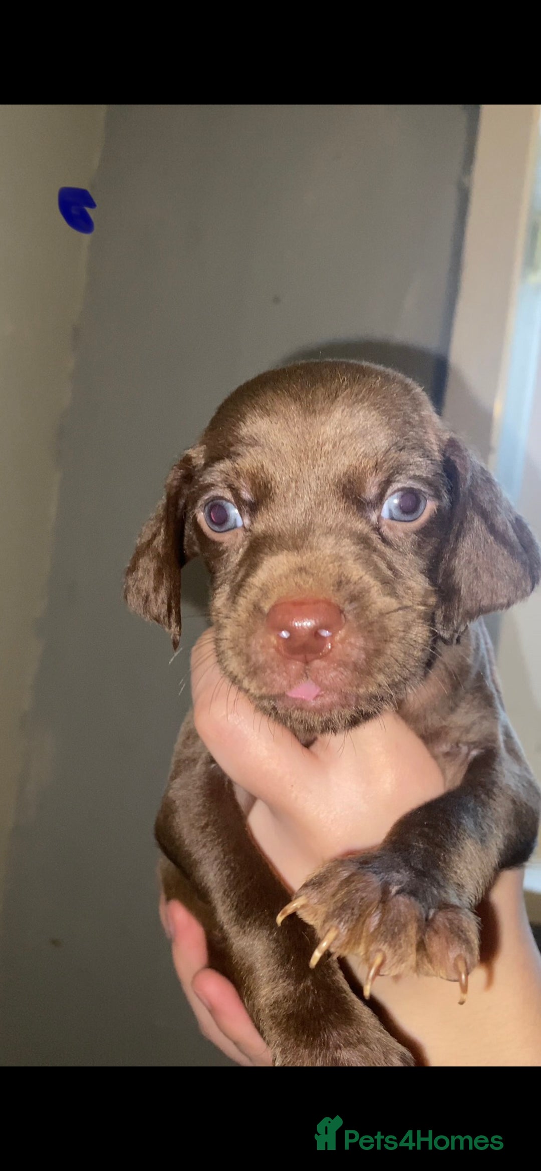 Mixed Breed dogs for sale: Pups looking for forever homes - Advert 2