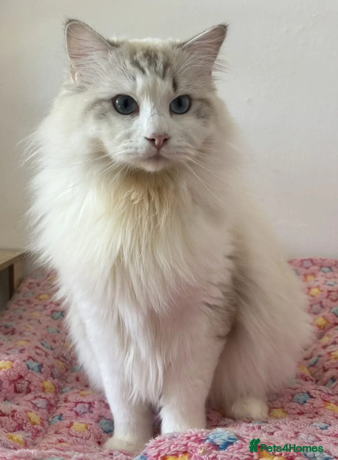 Ragdoll cats for stud: Seal Lynx Bicolour Ragdoll stud boy - Image 2