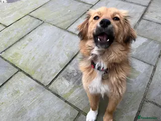 Mixed Breed dogs Simona - Advert 1