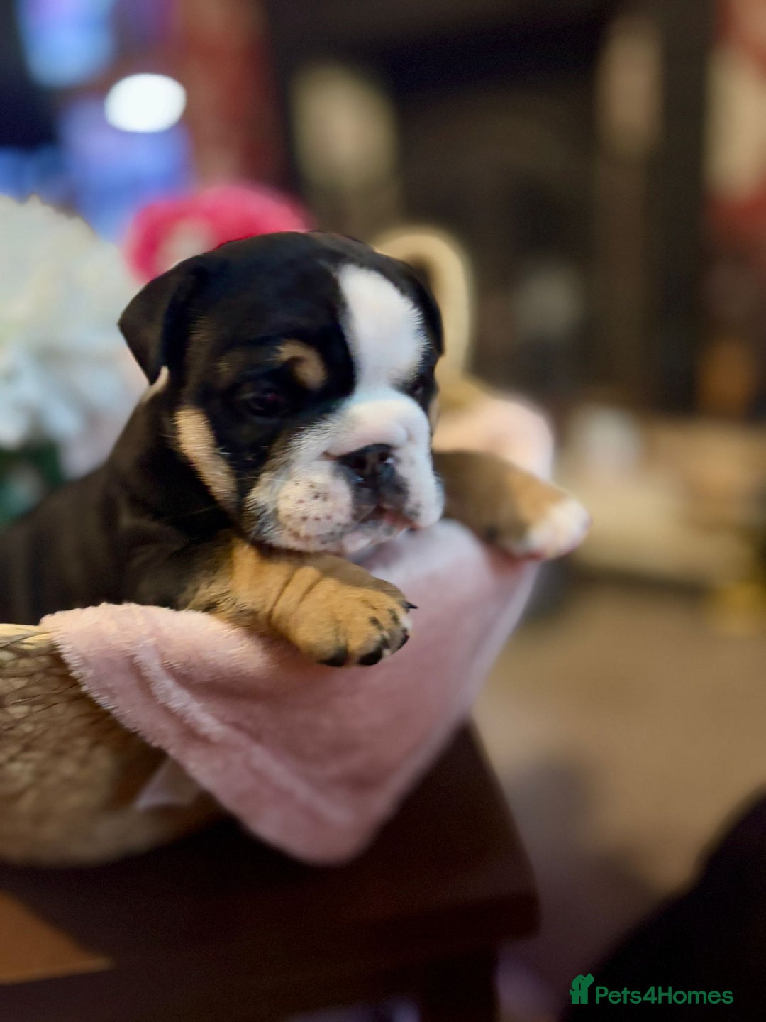 English Bulldog dogs for sale: 💙💗 exceptional English bulldog puppies 💗 💙  - Image 12