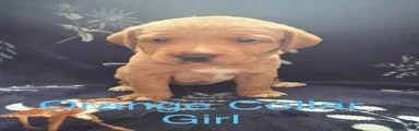 Labrador Retriever Puppy 2