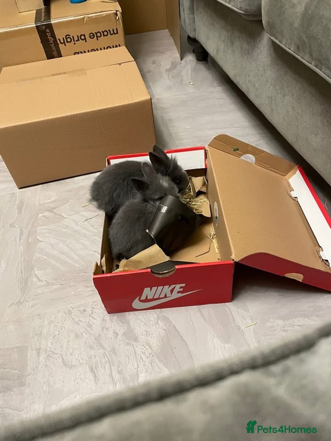 Lionhead rabbits for sale: 8 weeks old, 3 male lionhead bunnies - Advert 10