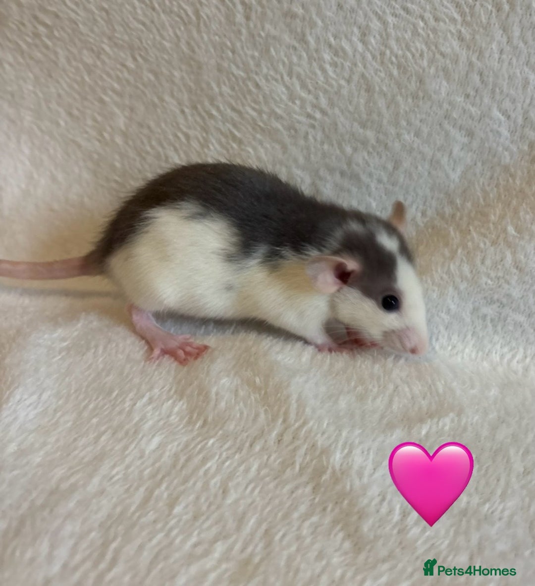 Rat rodents for sale: Baby Dumbo rats for sale - Advert 5