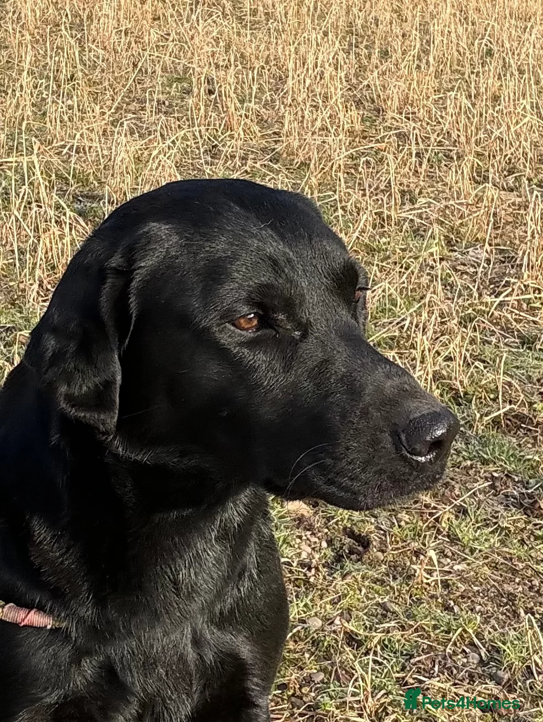 Labrador Retriever dogs for stud: Health Tested Working Labrador Retriever For Stud in Burton-on-Trent - Advert 18