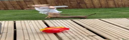 Miniature Dachshund dogs for sale: Isabella miniature Dachshund - Advert 2