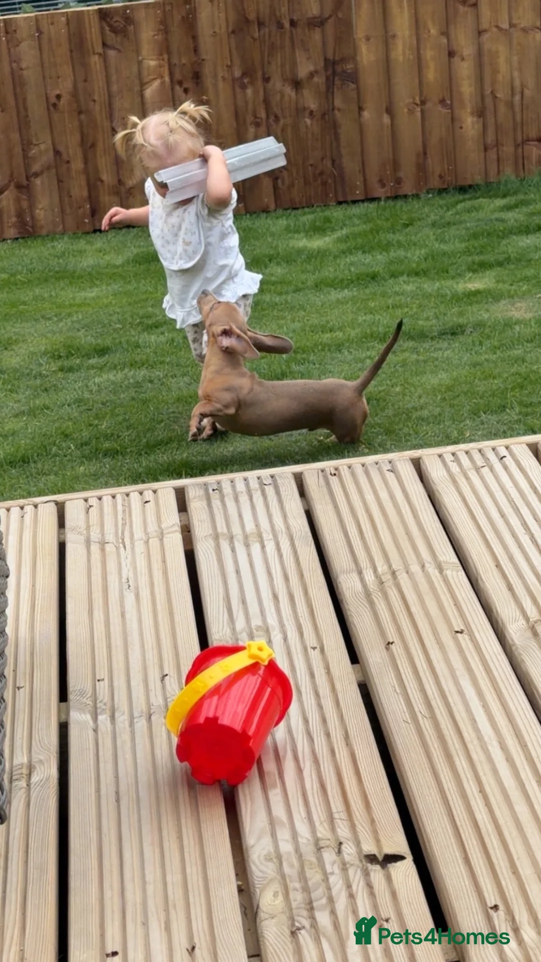 Miniature Dachshund dogs for sale: Isabella miniature Dachshund - Advert 2