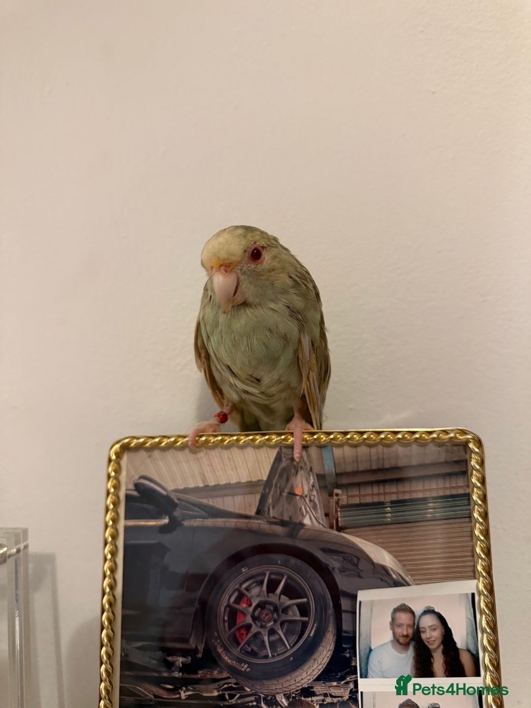 Cockatoo birds for sale: Two hand tame kakarikis bonded pair - Advert 3