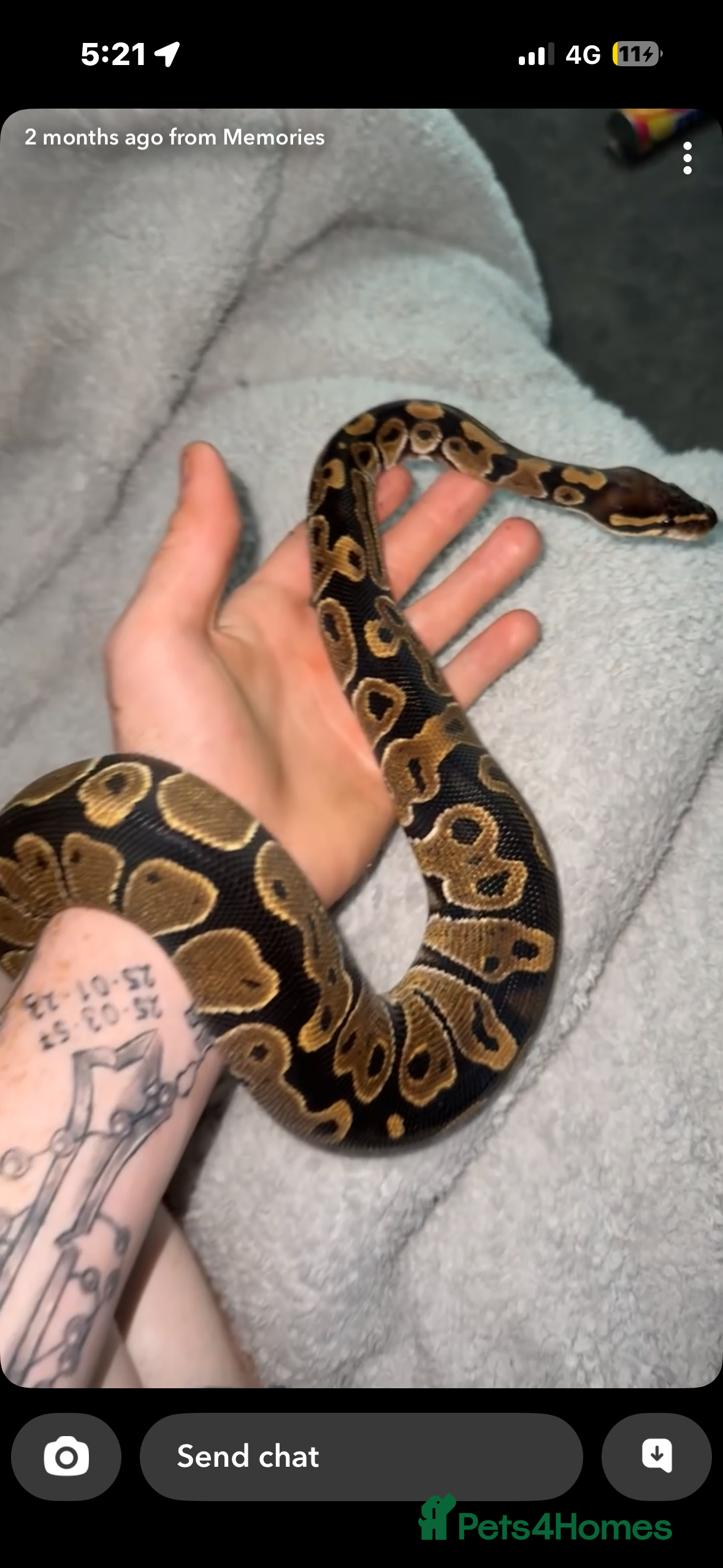 Python Snake reptiles Royal python  - Advert 13