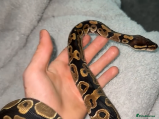 Python Snake reptiles - Advert 20