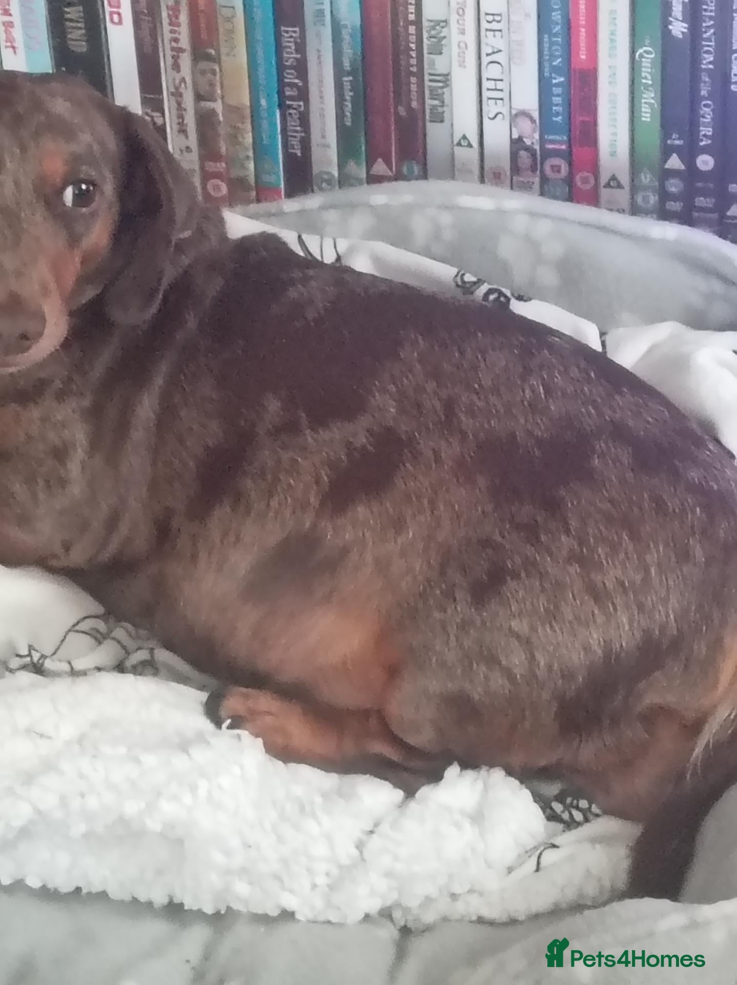 Dachshund dogs Male sausage dog puppy  - Advert 1