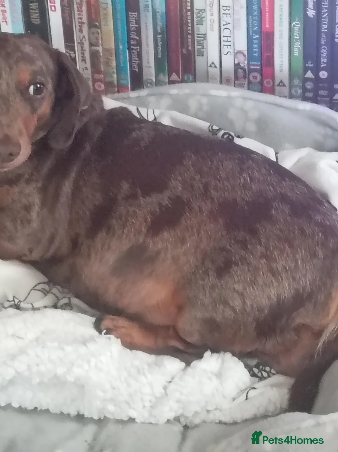 Dachshund dogs for sale: Male sausage dog puppy  in Bristol - Advert 1