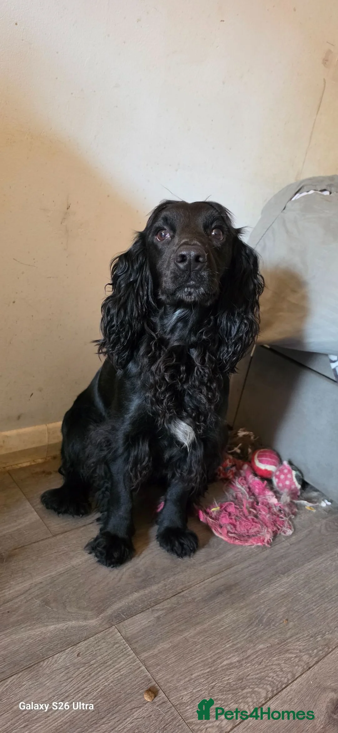 Cocker Spaniel dogs for stud: Cocker spanel stud - Advert 2