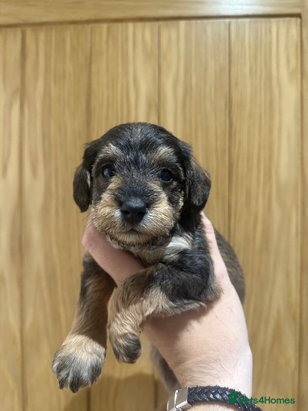 Schnoodle dogs for sale: LAST OUTSTANDING GIRL TOY SCHNOODLES DNA 🧬 CLEAR! - Image 12