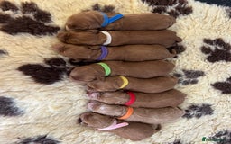 Cockapoo dogs for sale: F1 Cockapoos from health tested parents  - Image 2