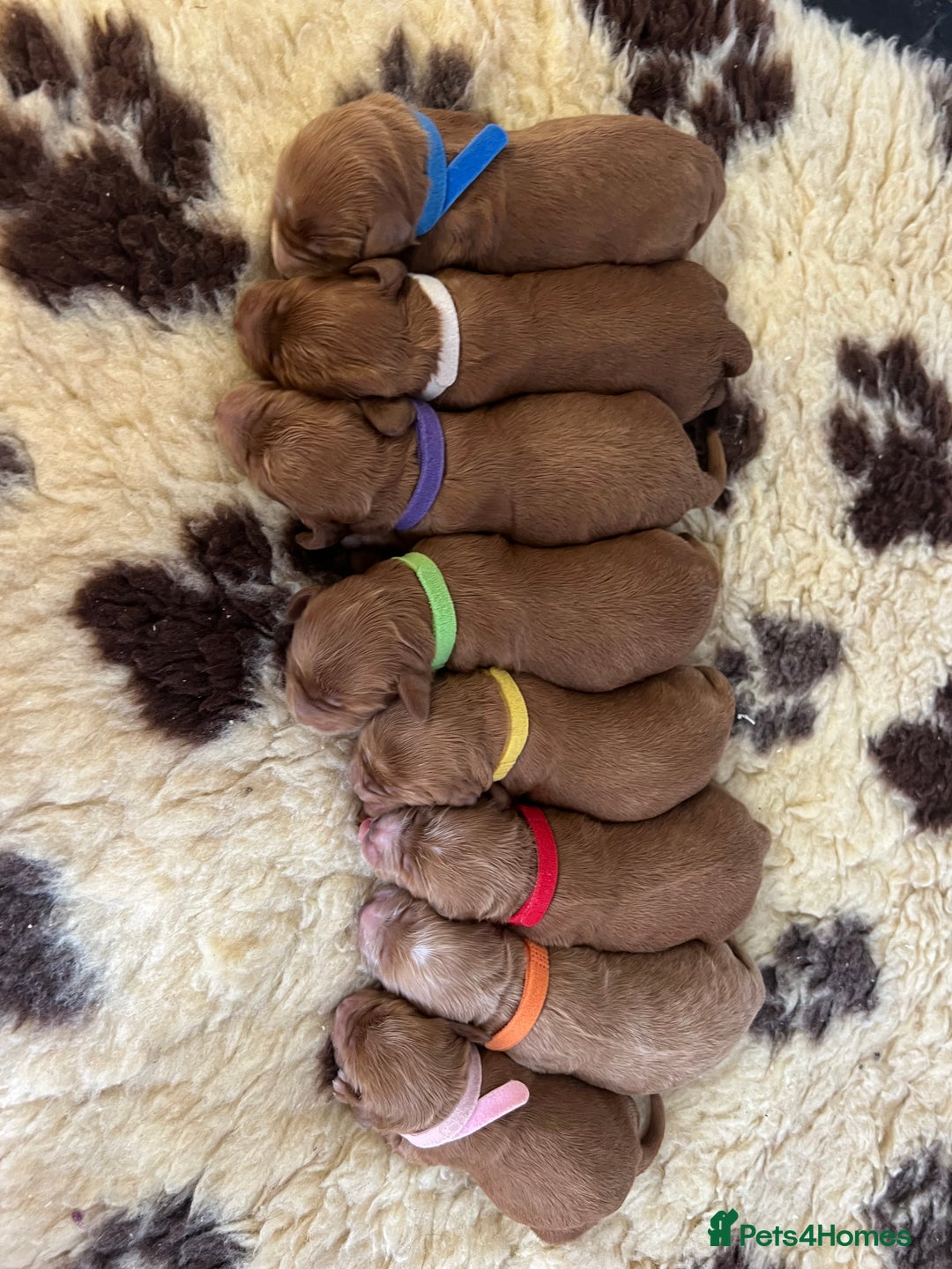 Cockapoo dogs for sale: F1 Cockapoos from health tested parents  - Image 2