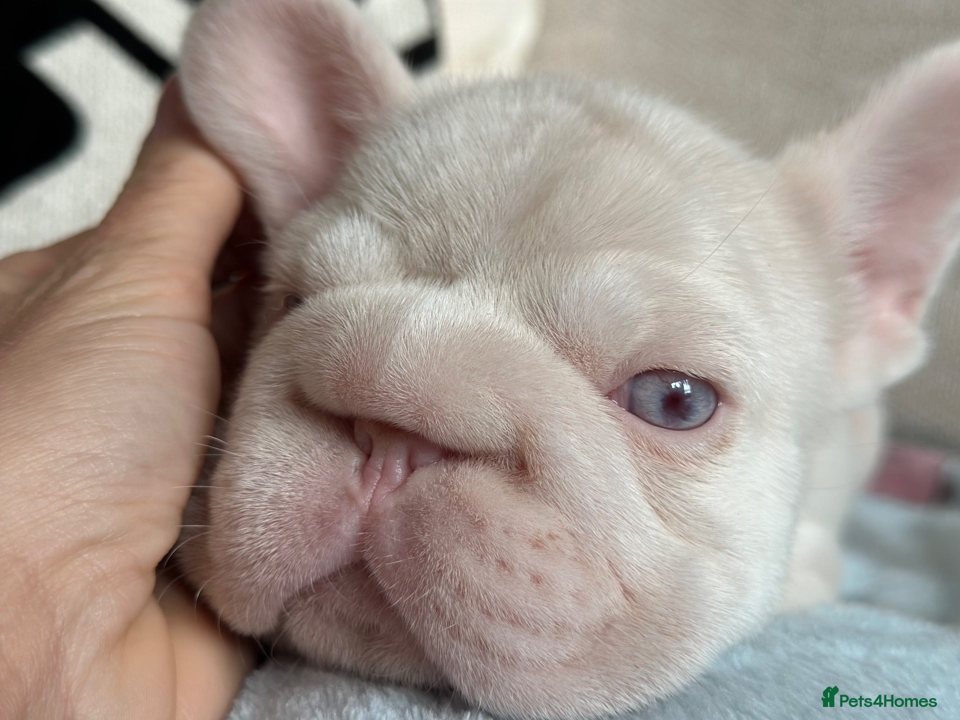 French Bulldog dogs Stunning Frenchie Boy - Advert 8