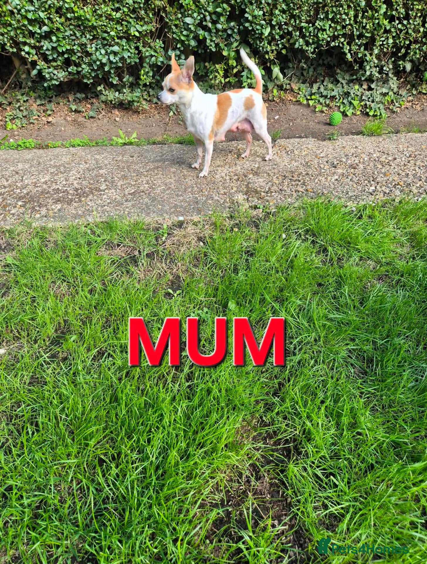 Mixed Breed dogs Chihuahua  - Advert 1