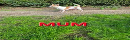 Mixed Breed dogs for sale: Chihuahua  - Advert 1