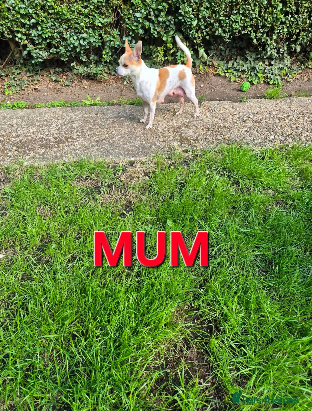 Mixed Breed dogs for sale: Chihuahua  - Advert 1