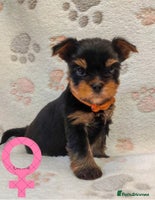 Yorkshire Terrier dogs The Royal KC reg 18 champions in bloodline - Advert 4